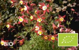 Bio-Akelei - Aquilegia 'Crimson Star'