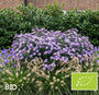 Biologische Japanse Dwergaster - Aster Ageratoides 'Asran'