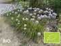 Biologiosche Sierui - Allium 'Millenium'