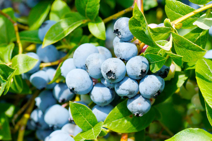 Bio-Heidelbeere - Vaccinium corymbosum 'Brigitta Blue'