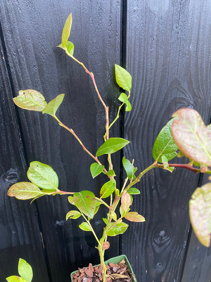 Bio-Heidelbeere - Vaccinium corymbosum 'Brigitta Blue'