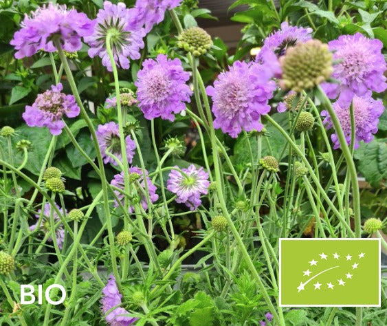 Biologische Duifkruid - Scabiosa columbaria 'Butterfly Blue'