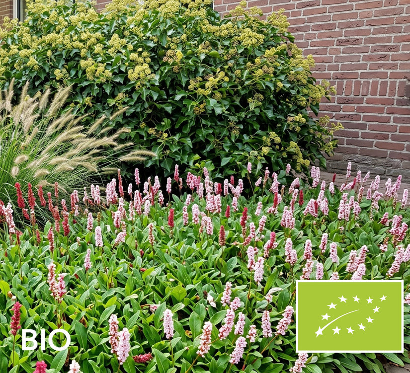 Biologische Duizendknoop Rood/Roze (Lage soort 30 cm) - Persicaria affinis 'Superba'