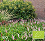 Biologische Duizendknoop Rood/Roze (Lage soort 30 cm) - Persicaria affinis 'Superba'