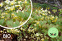 Bio-Elfenblume - Epimedium versicolor 'Sulphureum'