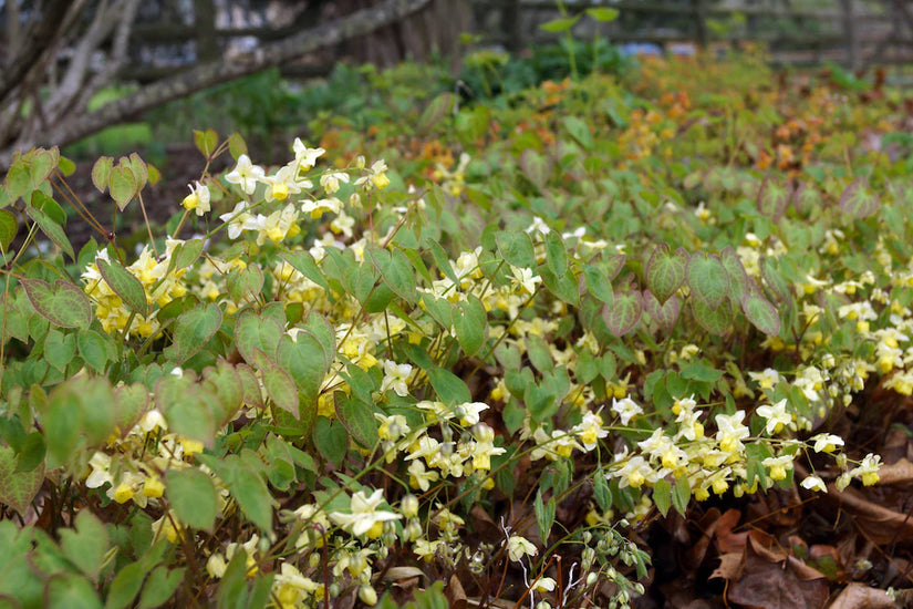 Bio-Elfenblume - Epimedium versicolor 'Sulphureum'