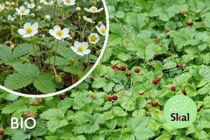 Bio-Walderdbeere - Fragaria vesca
