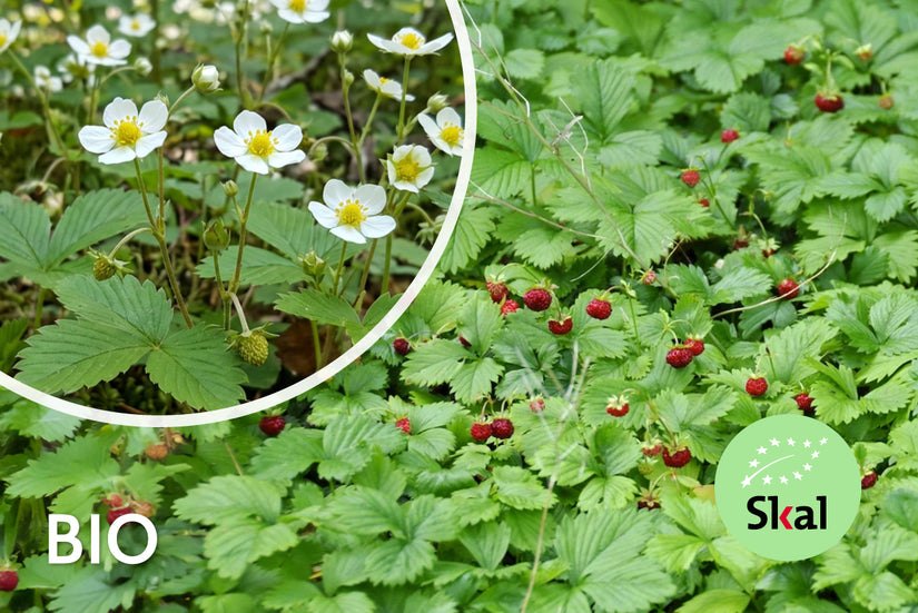 Bio-Walderdbeere - Fragaria vesca