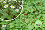 Bio-Walderdbeere - Fragaria vesca