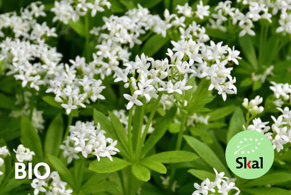 Bio-Süßer Waldmeister - Galium odoratum - (auch pro m2)