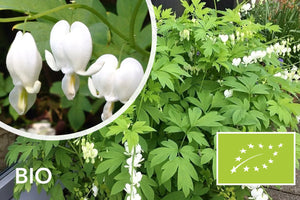 Biologisch Tränendes Herz - Dicentra spectabilis 'Alba'