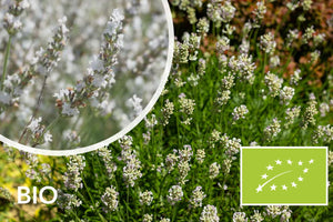 Bio-Echter Lavendel (weiß) - Lavandula angustifolia 'Edelweis'
