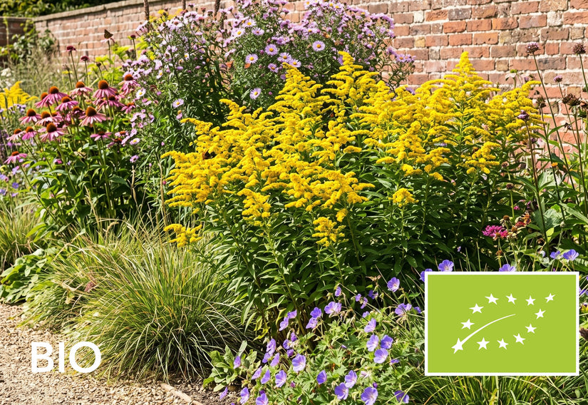 Biologische Guldenroede - Solidago 'Goldkind'