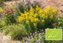 Biologische Guldenroede - Solidago 'Goldkind'