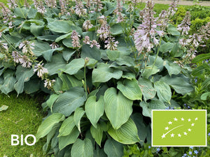Biologische Funkie - Hosta sieboldiana