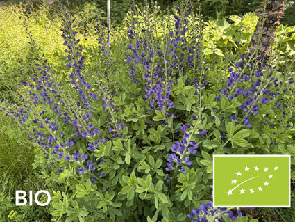 Biologische Valse Indigo Indigolupine - Baptisia australis