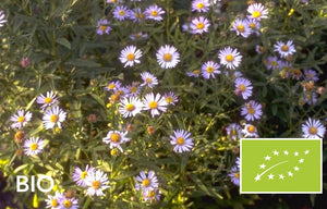 Biologische Sommeraster - Kalimeris incisa