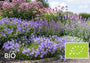Biologische Karpatenklokje (Blauw) - Campanula carpatica 'Blaue Clips'