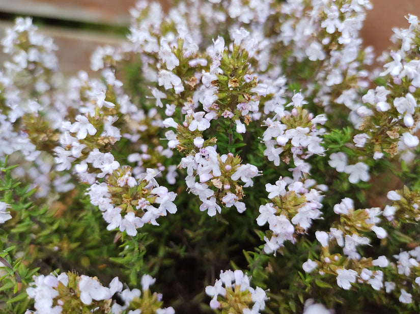 Bio-Küchenthymian - Thymus vulgaris 'Compactus'