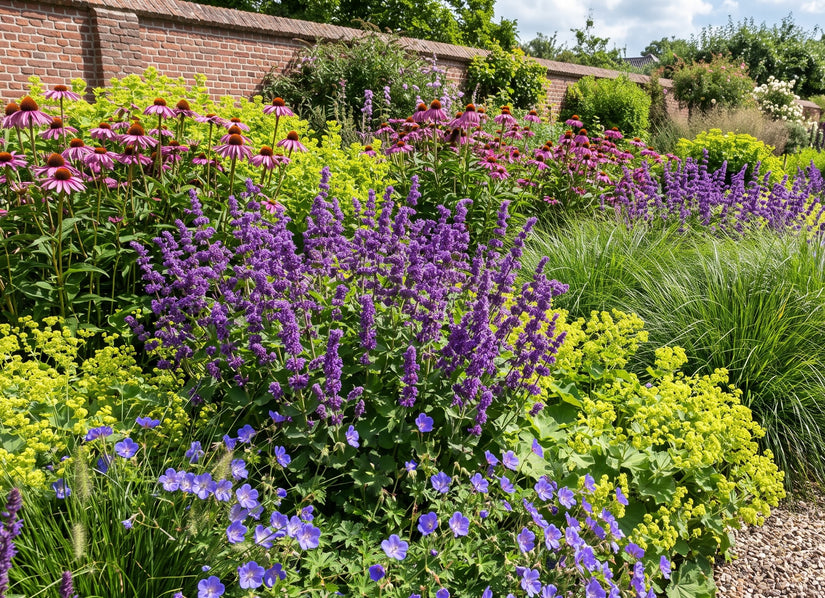 Bio-Quirlblütiger Salbei - Salvia verticillata 'Purple Rain'