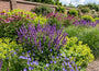 Bio-Quirlblütiger Salbei - Salvia verticillata 'Purple Rain'