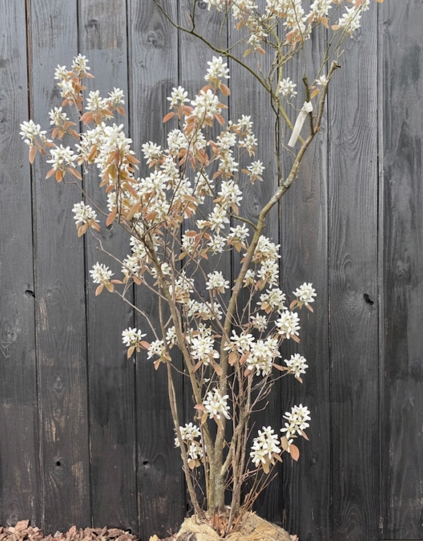 Biologische, mehrstämmige Felsenbirne - Amelanchier lamarckii (giftfrei angebaut)