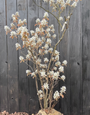 Biologische, mehrstämmige Felsenbirne - Amelanchier lamarckii (giftfrei angebaut)