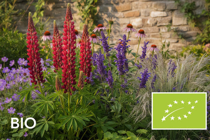 Biologische Lupine - Lupinus 'Gallery Red'