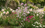 Bio-Wilde Malve - Malva sylvestris 'Zebrina'