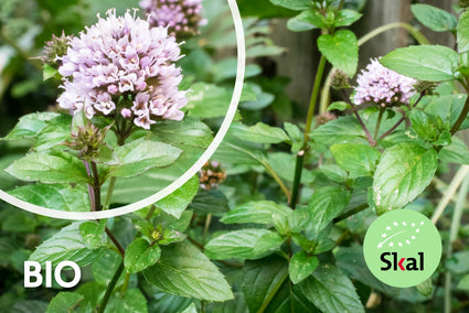 Bio-Minze - Mentha piperita