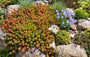 Bio-Weißer Mauerpfeffer / Scharfer Mauerpfeffer - Sedum album 'Coral Carpet'