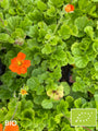 Biologische Nagelkruid Oranje (Hoogte 40 cm) - Geum coccineum 'Tosai'
