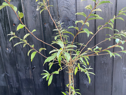 Bio-Olivenweide - Elaeagnus umbellata 'Amoroso®'.