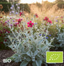 Biologische Prikneus - Lychnis coronaria 'Atrosanguinea'