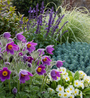 Bio-Kraut des wilden Mannes – Pulsatilla vulgaris