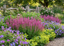 Bio-Salbei (Rose) - Salvia x sylvestris 'Rose Queen'