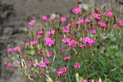 Bio-Steinnelke - Dianthus delt. 'Brillant'