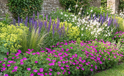 Bio-Blut-Storchschnabel - Geranium sanguineum 'Tiny Monster'