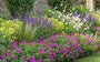 Bio-Blut-Storchschnabel - Geranium sanguineum 'Tiny Monster'