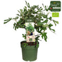 Bio-Zwergfeige - Ficus carica 'Little Miss Figgy'