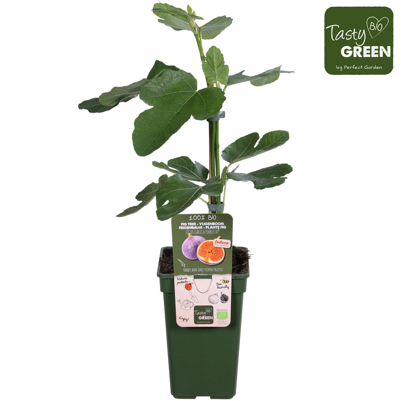 Bio-Feigenbaum - Ficus Gustissimo 'Perretta®'