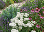 Achillea millefolium Schneetaler  in border same met Zonnehoed 'Echinacea',
IJzerhard 'Verbena' en
Wolfsmelk 'Euphorbia' 
