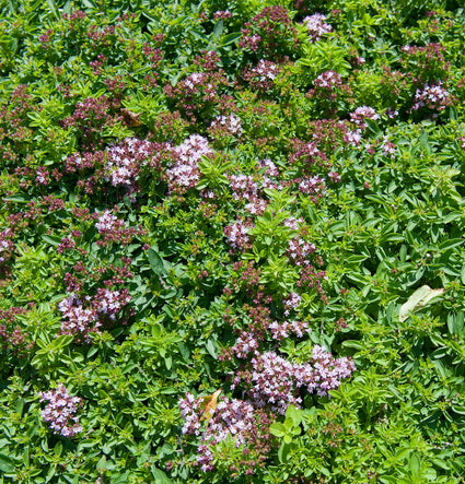 Bio-Wilder Majoran - Origanum vulg. 'Compactum'