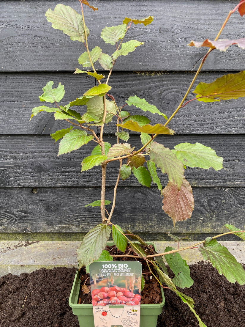 Bio-Haselnuss - Corylus 'Red Zellernut'