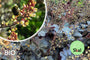 Bio-Lila Glockenblume - Heuchera micrantha 'Palace Purple'