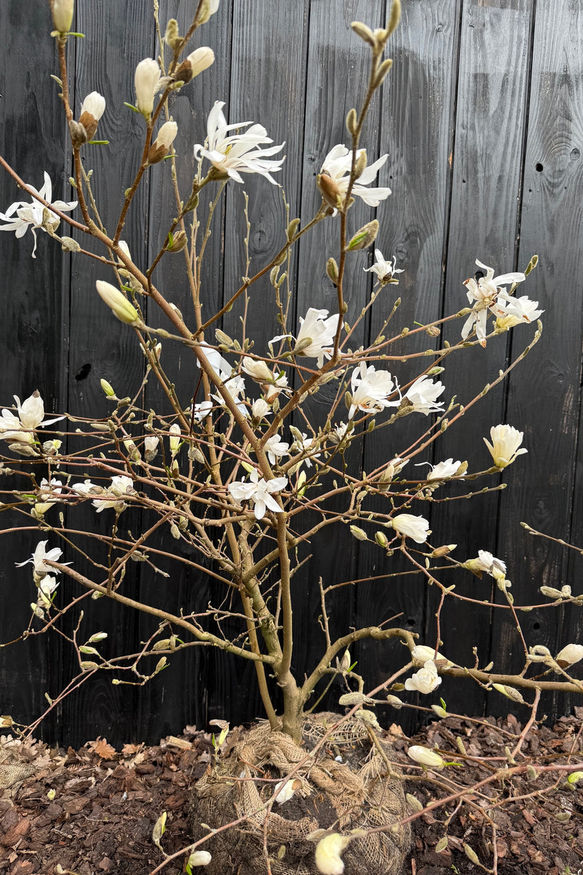 Sternmagnolie - Magnolia stellata