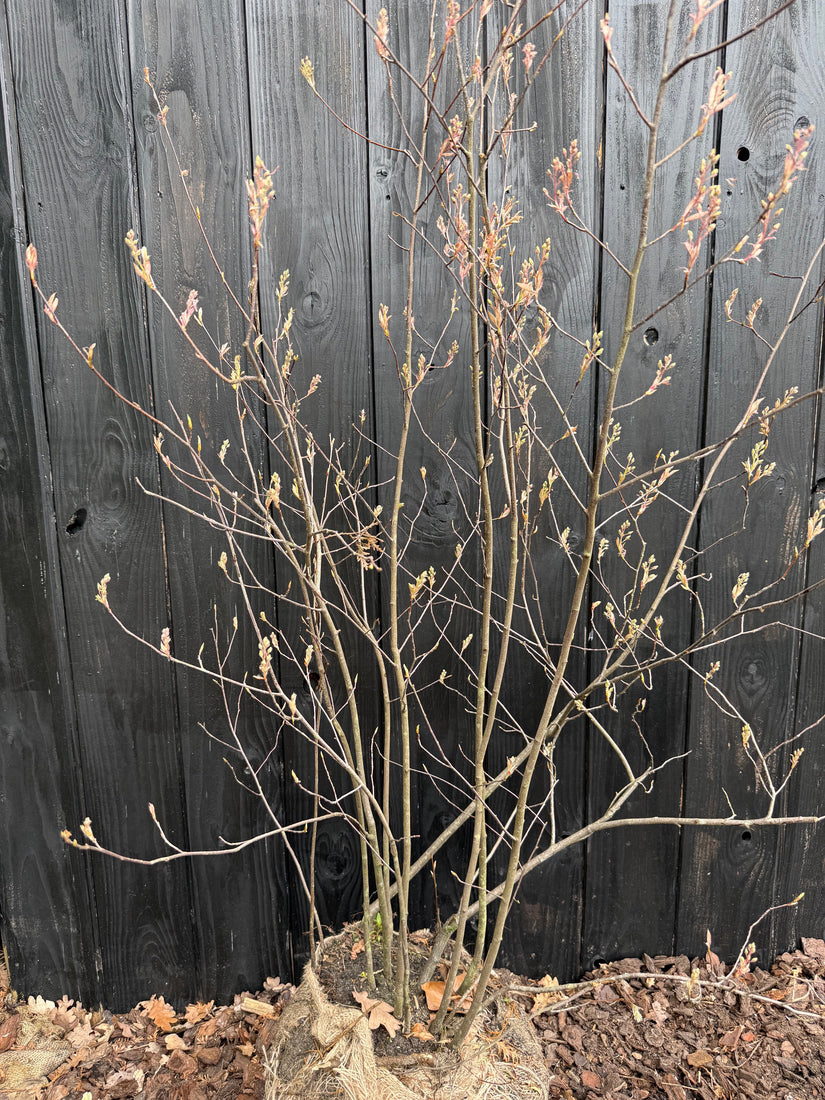 Biologische, mehrstämmige Felsenbirne - Amelanchier lamarckii (giftfrei angebaut)