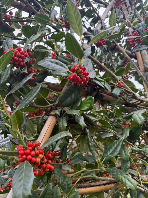 Säulen-Stechpalme 'Nellie R. Stevens' - Ilex 'Nellie R. Stevens' Immergrün