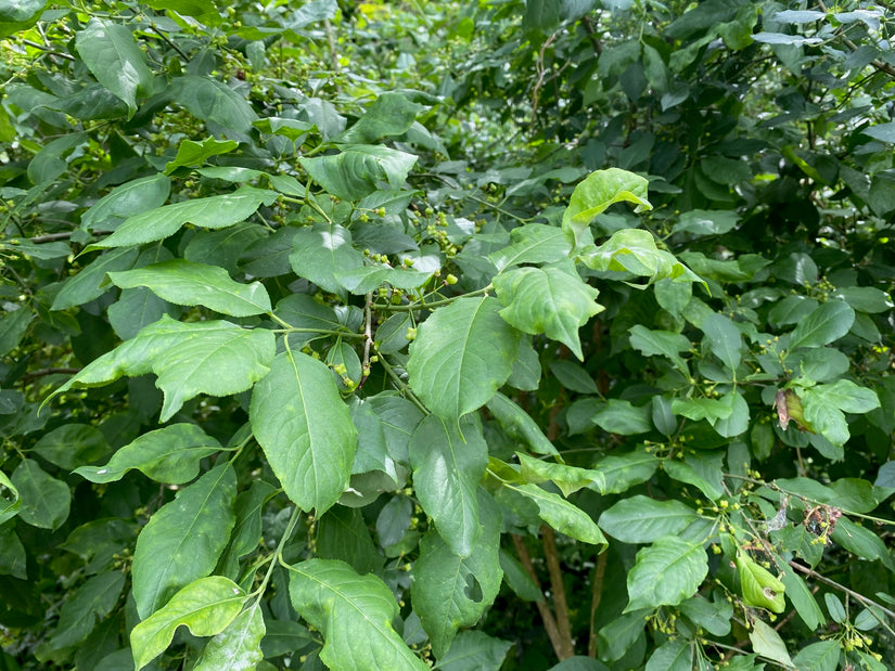 Wilder Kernbeißer - Euonymus europaeus