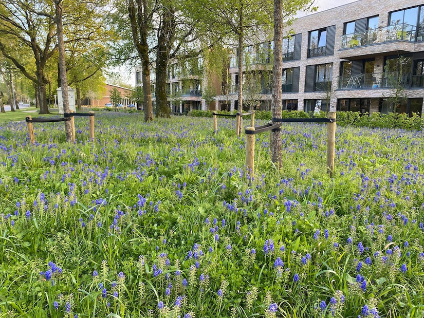 Blaue Trauben - Muscari botryoides